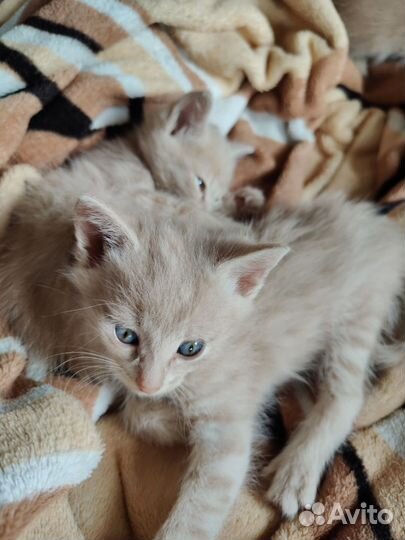 Котята, 1 месяц