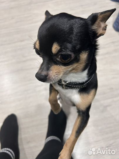 Вязка собак чихуахуа