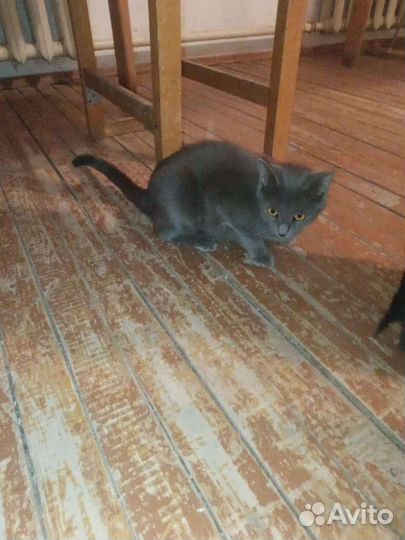 Кошка и кот