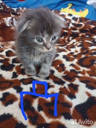 Отдадим котят