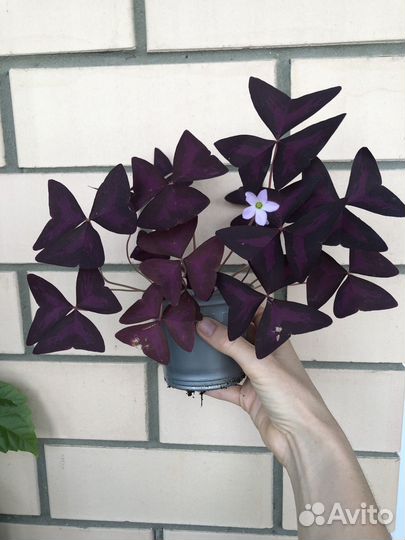 Аглаонема / кислица