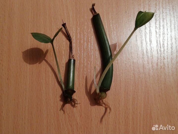 Замиокулькас (черенок)