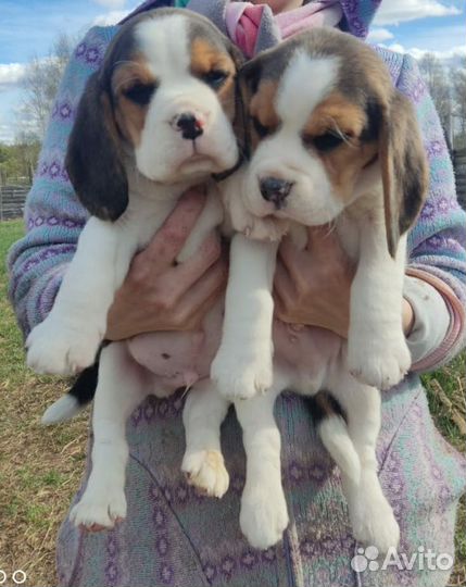 Бигль щенки