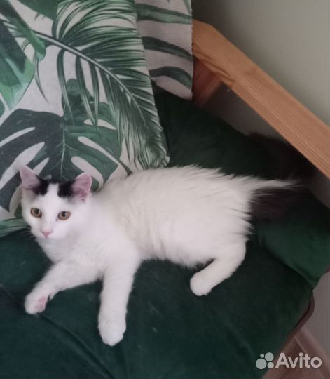 Котенок в дар бесплатно