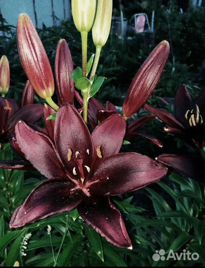 Лилия для букета