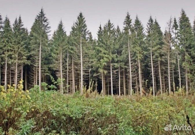 Лес на корню делянки