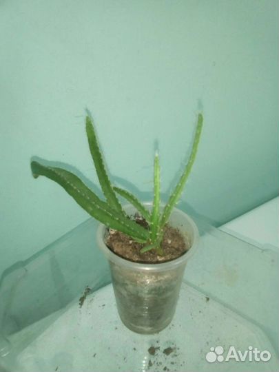 Питахайя- драконий фрукт