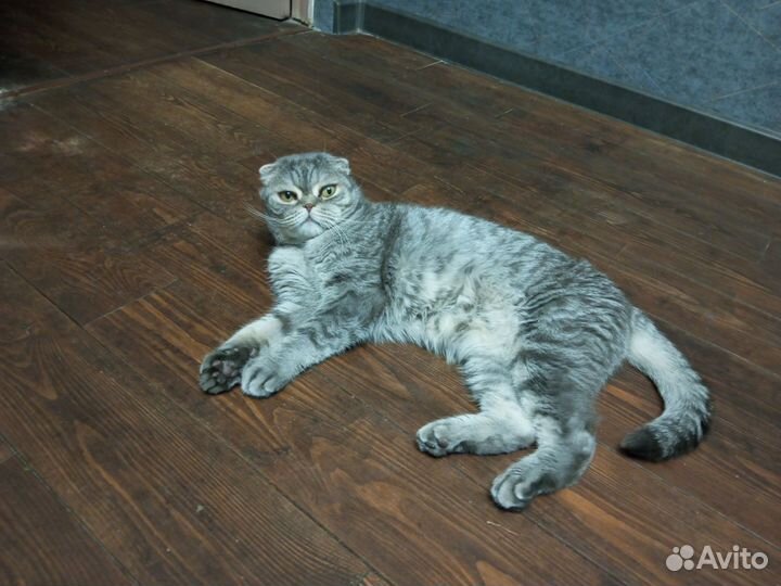 Передержка животных, котоняня, зооняня