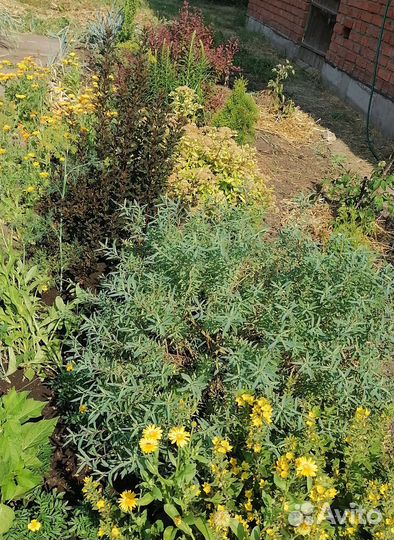 Ива карликовая