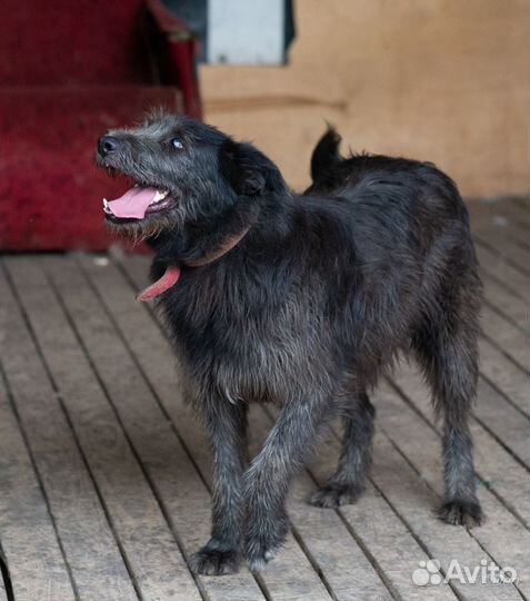 Отдаю собаку Ульяну в добрые руки