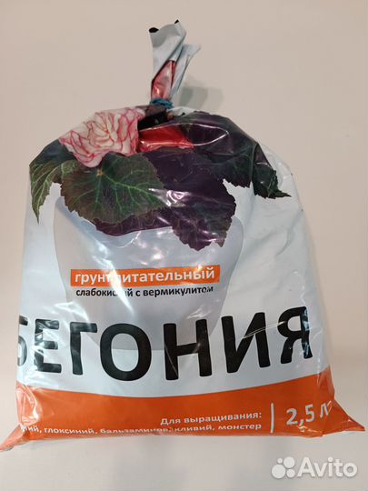 Бегония + кашпо + грунт