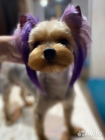 Груминг домашних животных. Стрижка собак,Тримминг