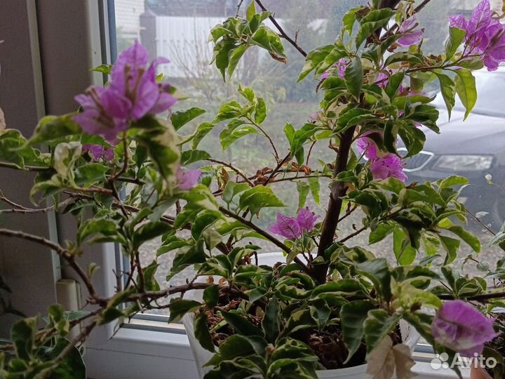 Бугенвиллия