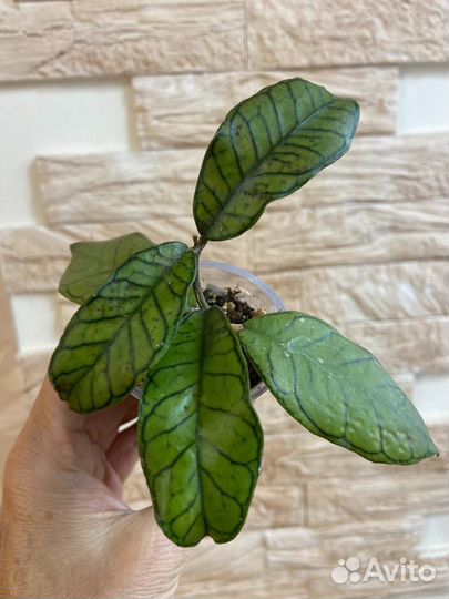 Хойя Борнео Гунунг Гадинг (Borneo Gunung Gading)