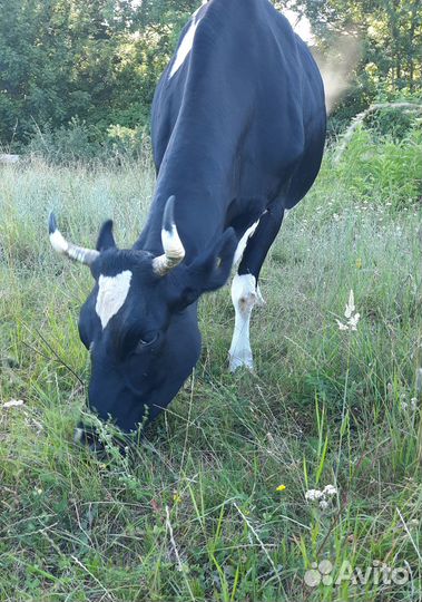 Корова дойная и тёлка