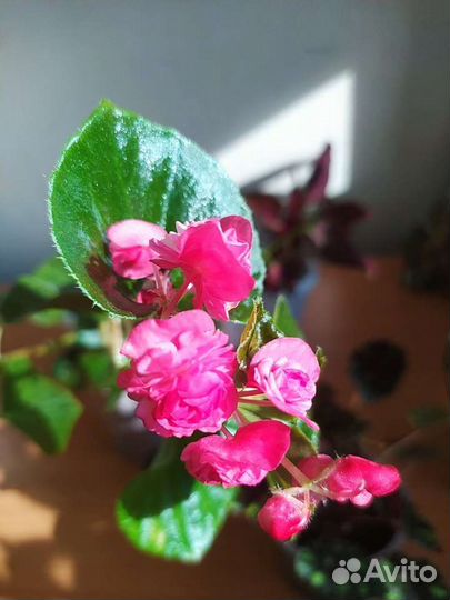 Бегония декоративно лиственная и вечно цветущая