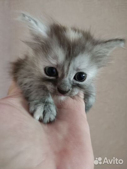 Кошка в дар