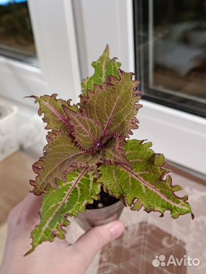 Колеусы вегетативные