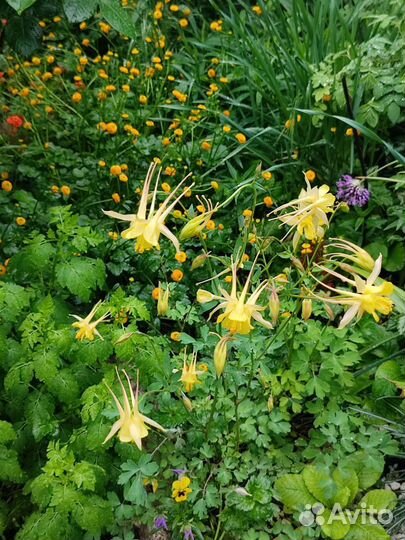 Цветы садовые многолетние