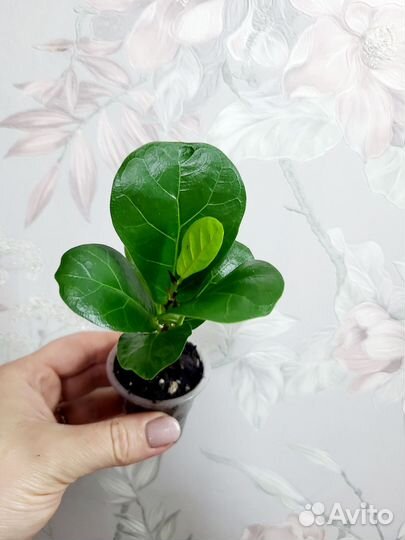 Фикус Лирато Бамбино