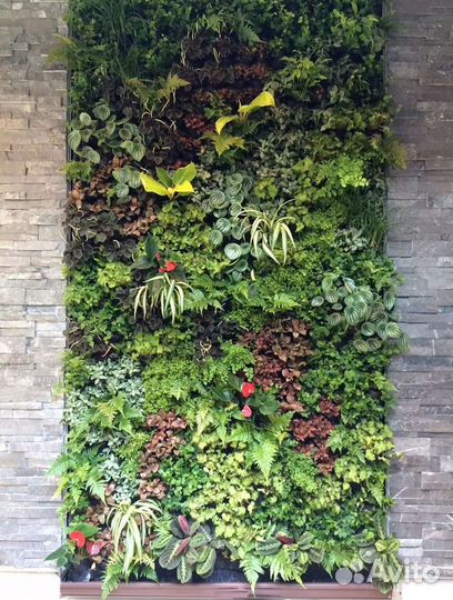 Живые растения для озеленения,фитостен,фитомодулей