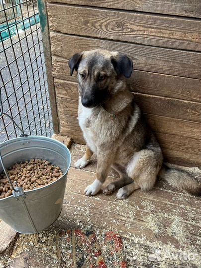 Собака в добрые руки, Мира