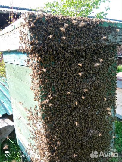 Пчелосемьи