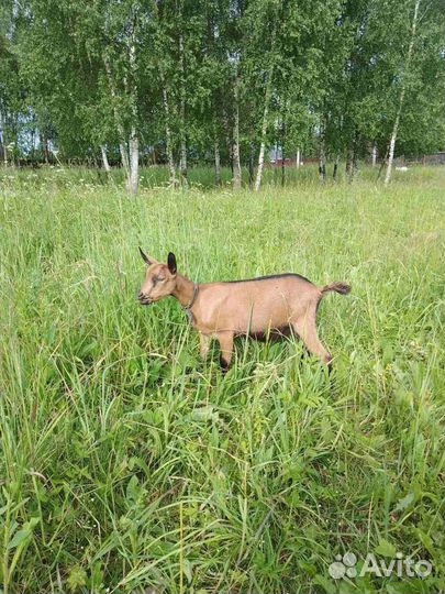 Альпийские козы