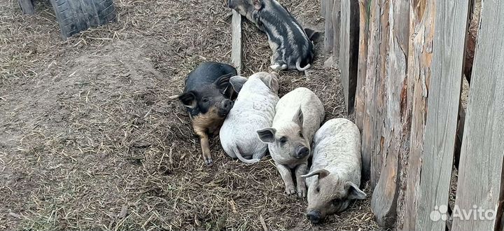 Поросята Венгерской Мангалицы