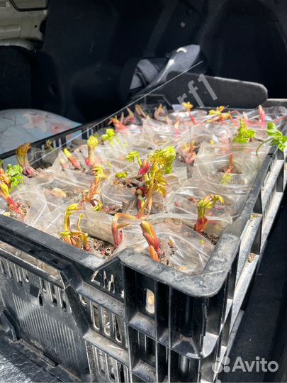 Корни пионов в ZIP пакетах. Желтые. Бартзелла