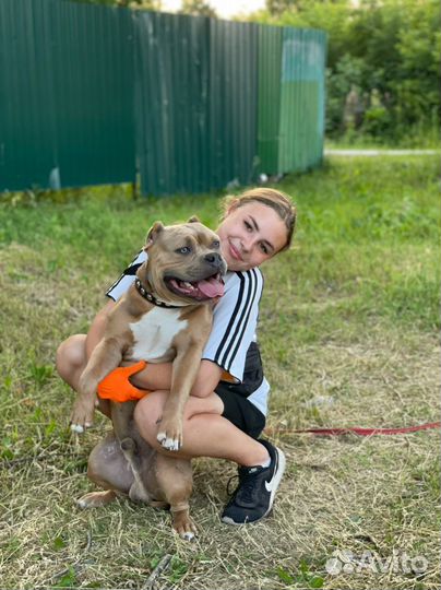 Кинолог & Дрессировка собак в Туле и области