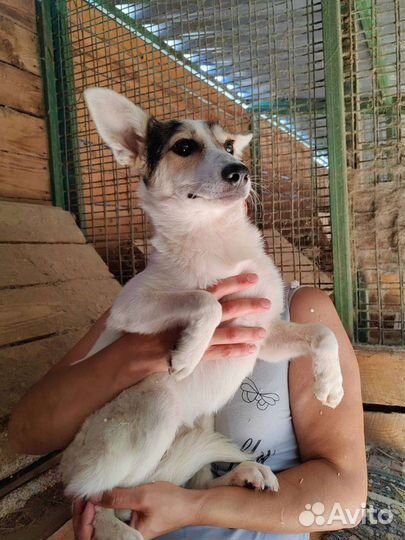 Собака щенок из приюта