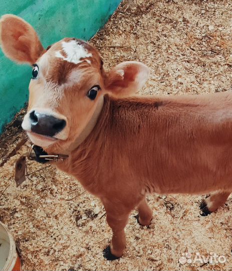Телята джерси. Племенная пара