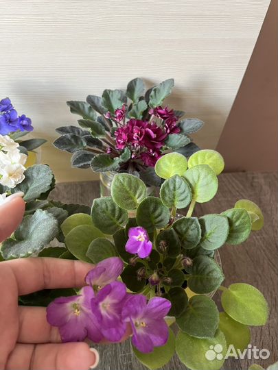 Цветущие мини и трейлерные фиалки