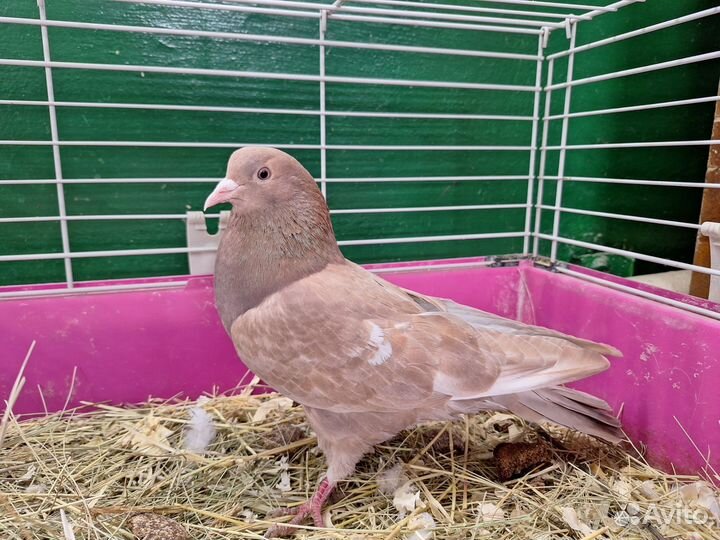 Голуби бойные