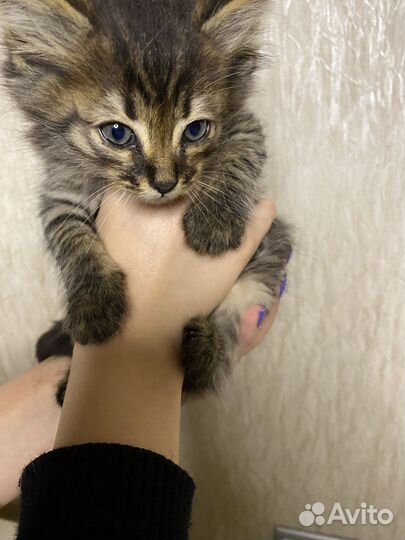 Котенок в добрые руки