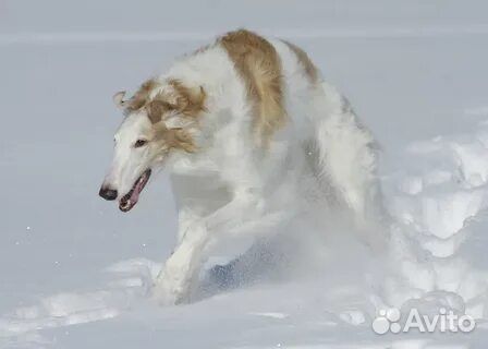 Русская борзая