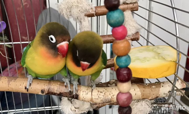 Клетки. Попугаи неразлучники пары