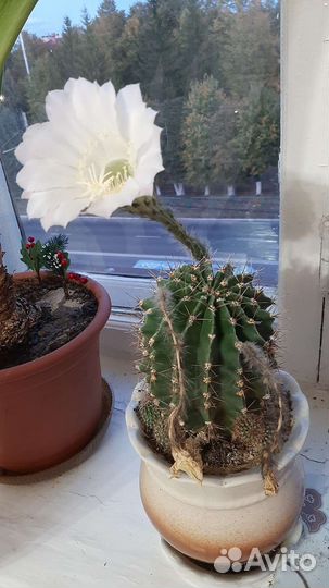 Кактус цветущий