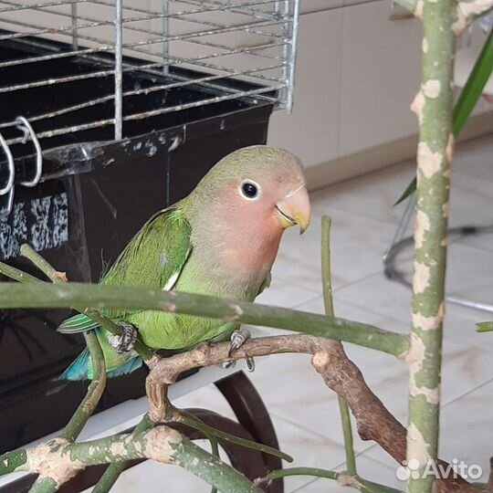 Попугай неразлучник розовощекий