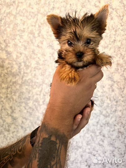 Йоркширский терьер