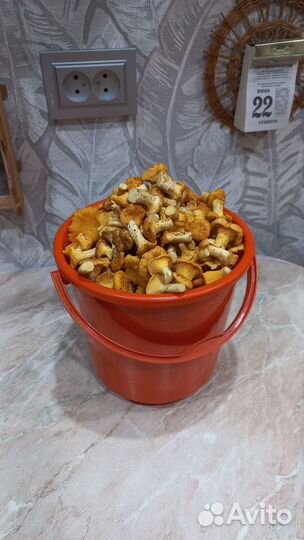 Грибы лисички