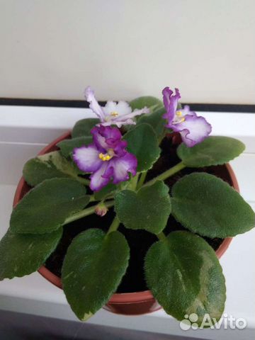 Фиалки детки