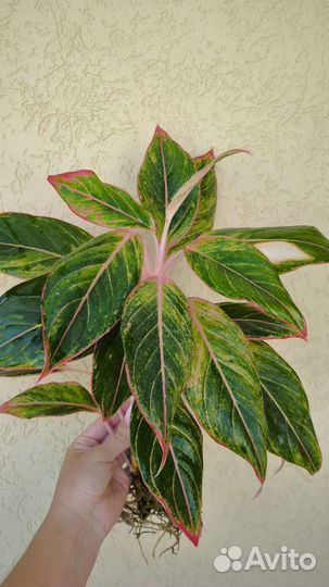 Аглаонема. Адениум, филодендрон, пахира, драцена