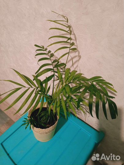 Пальма Хамедорея