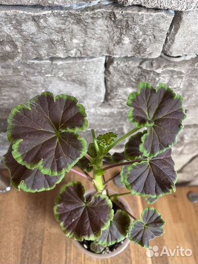 Пеларгония