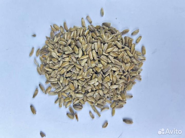 Расторопша / Семечкирасторопши