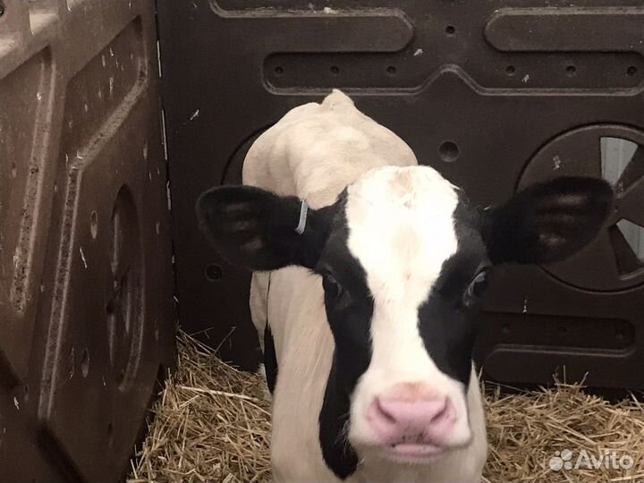 Телята мясной породы бычки