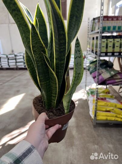 Сансевиерия лауренти