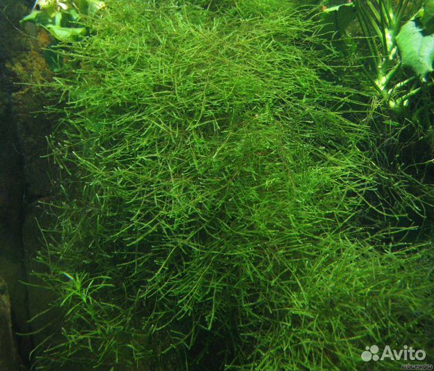 Мох яванский